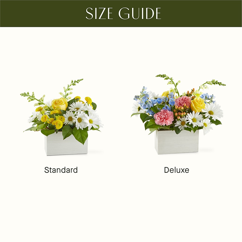 Sun Salutation Box Bouquet –  Heavenly Plants, Regina SK
