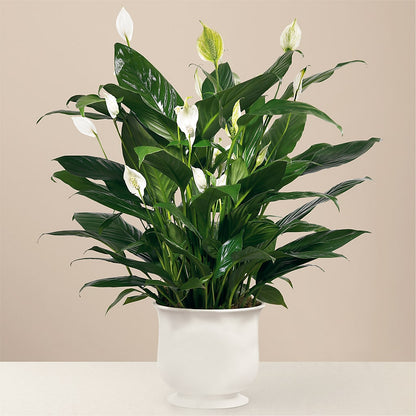 Comfort Planter –  Heavenly Plants, Regina SK