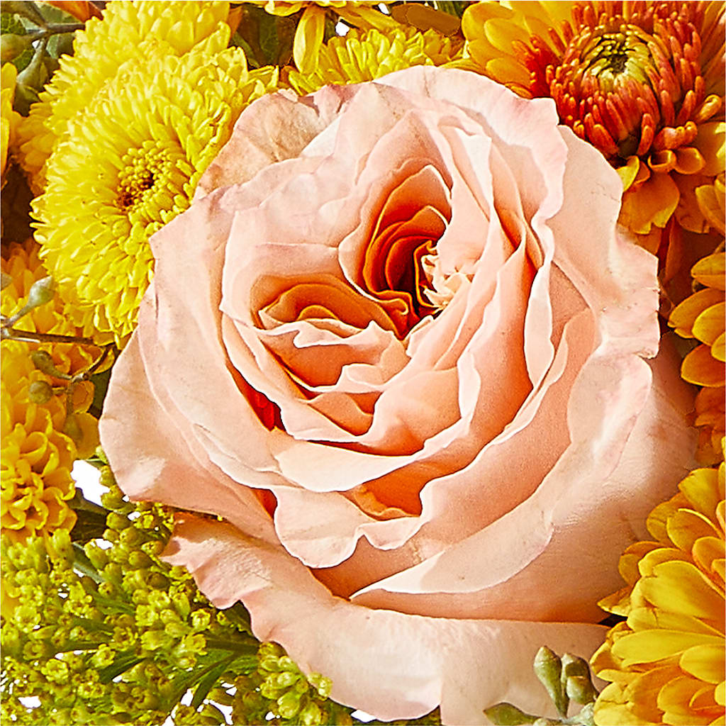 Peachy Pumpkin –  Heavenly Plants, Regina SK
