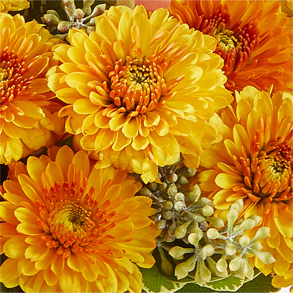 Peachy Pumpkin –  Heavenly Plants, Regina SK