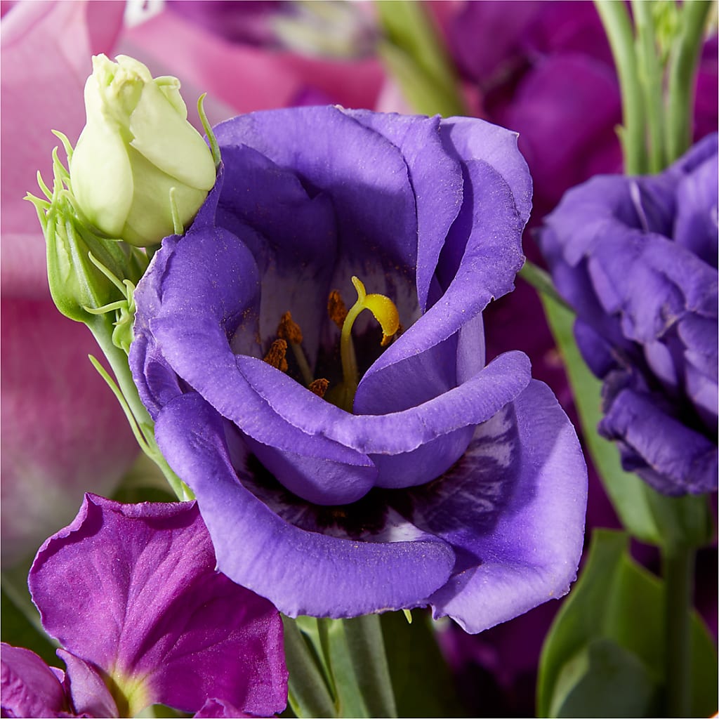 Twilight Glow Bouquet –  Heavenly Plants, Regina SK