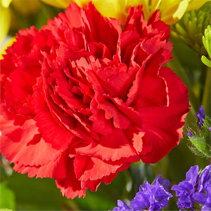 Brighter Days Bouquet –  Heavenly Plants, Regina SK