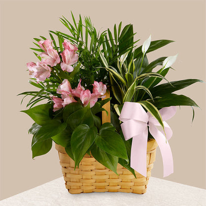 Living Spirit Dishgarden –  Heavenly Plants, Regina SK