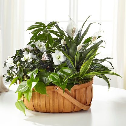 Serene Dishgarden –  Heavenly Plants, Regina SK