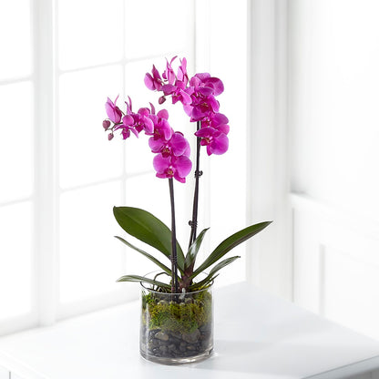 Pink Orchid Plant –  Heavenly Plants, Regina SK