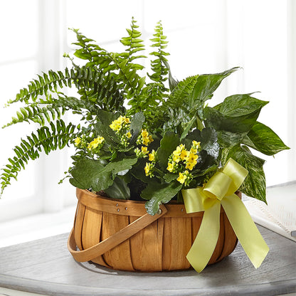 Always Dear Dishgarden –  Heavenly Plants, Regina SK