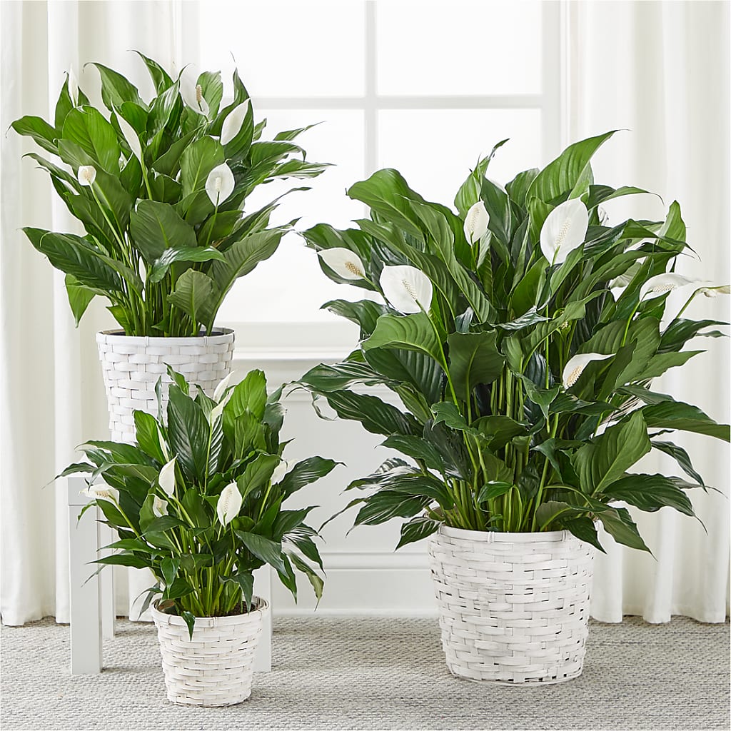A New Leaf Peace Lily –  Heavenly Plants, Regina SK