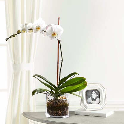 White Orchid Planter –  Heavenly Plants, Regina SK