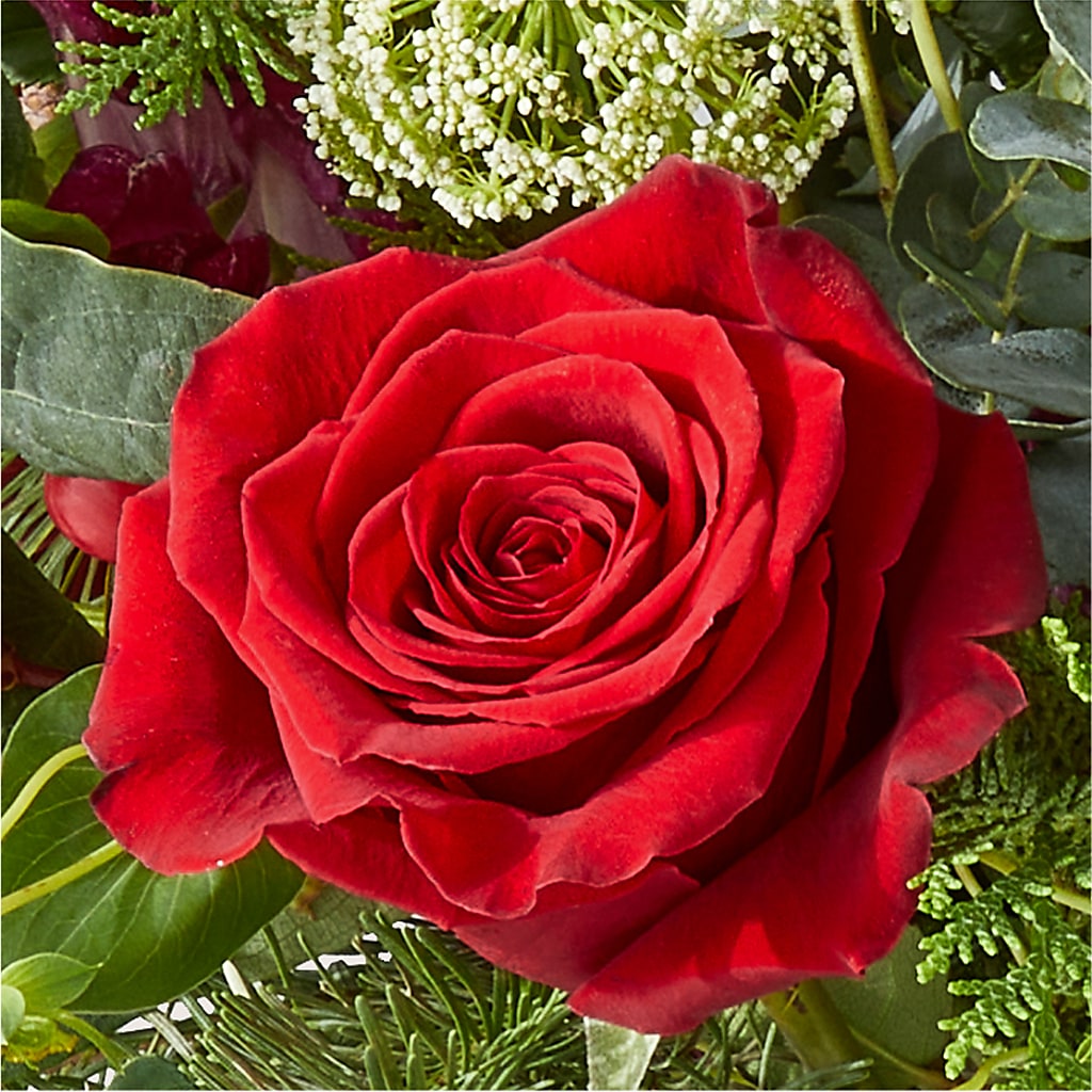 Cranberry Fizz Bouquet –  Heavenly Plants, Regina SK