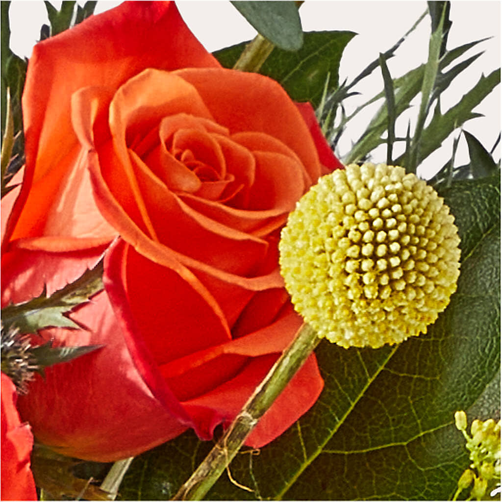 Disco Bouquet –  Heavenly Plants, Regina SK