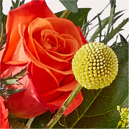 Disco Bouquet –  Heavenly Plants, Regina SK