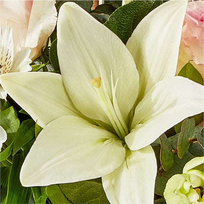 Ballet Slippers Bouquet –  Heavenly Plants, Regina SK